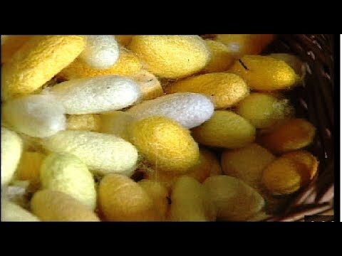 Ventajas de la Seda Natural en la Confecci&oacute;n